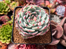 Echeveria 'Chihuahuaensis' 2"-3" Cluster Succulent Plant