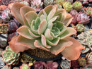Echeveria 'Pastel' 5"-6" Succulent Plant