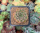 Echeveria 'Melanie' 1" New Hybrid Succulent Plant