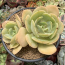 Echeveria 'Drawing' 4" Cluster Succulent Plant