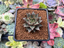 Echeveria 'Purpusorum' White Form 1" Succulent Plant