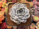 Echeveria 'Snow Bunny' 3" Powdery Succulent Plant