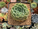 Echeveria 'Onslow' 3" Succulent Plant