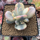 Cotyledon 'Orbiculata' Variegated 3" Cutting Succulent Plant