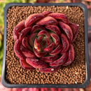 Echeveria Agavoides 'Utopia' 2" Succulent Plant