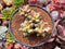 Pachyphytum 'Compactum' 3" Cluster Succulent Plant