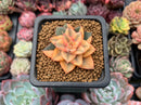 Echeveria 'Monocerotis' Variegated 1" Small Succulent Plant