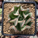Echeveria 'Black Hawk' 2" Succulent Plant