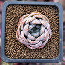Echeveria 'Elsa' 1" Succulent Plant
