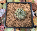 Echeveria 'Blackthorn' 1" Succulent Plant