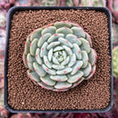 Echeveria 'Early Morning' 2" New Hybrid Succulent Plant