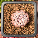 Echeveria 'Viyant' 1" Succulent Plant