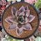 Echeveria 'Purple Champaign' 4" Succulent Plant