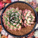 Echeveria 'King Midas' 3"-4" Succulent Plant