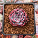 Echeveria 'Eyeline Choco' 1" Succulent Plant