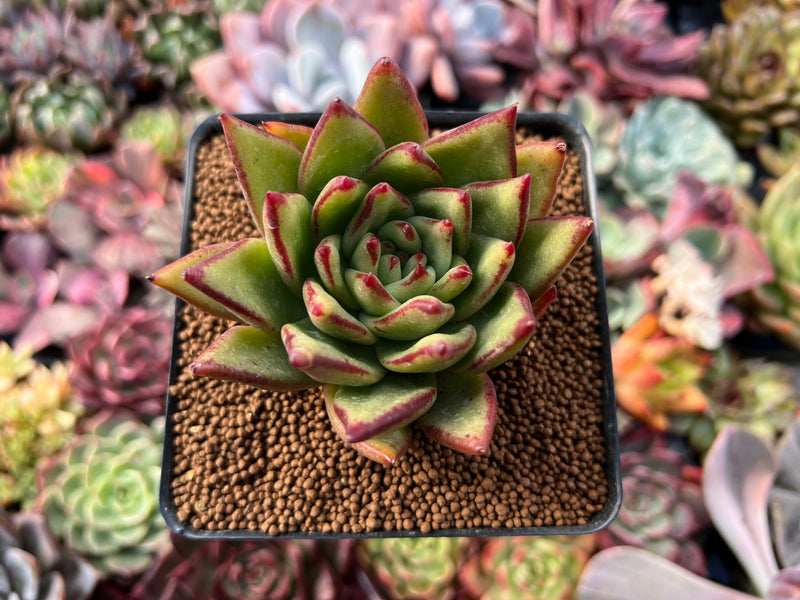 echeveria succulent tree Echeveria Agavoides 'Lemon Tree' 2"-3" Succulent Plant – True Succulents  Plant Co