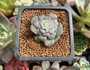 Echeveria 'Dr. Butterfield' Mutated 1" Small Succulent Plant