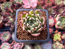 Echeveria Agavoides 'Black Cat' 1" Succulent Plant