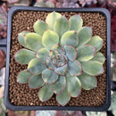 Echeveria 'Pulidonis' Variegated 2" Succulent Plant