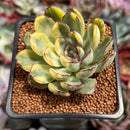 Echeveria 'Pulidonis' Variegated 2" Succulent Plant