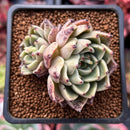 Echeveria Agavoides 'Prima' 2" Cluster Succulent Plant