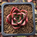 Echeveria Agavoides 'Callister'