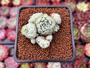 Echeveria 'Sugar Princess' 1" Cluster Succulent Plant