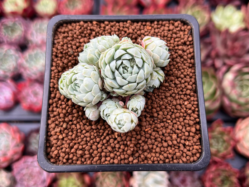 princess succulent Echeveria 'Sugar Princess' 1" Cluster Succulent Plant – True Succulents  Plant Co