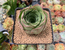 Aeonium sp. 2"-3" Succulent Plant
