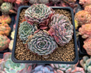 Echeveria 'Tuxpan' Cluster 3" Succulent Plant