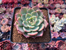 Echeveria 'Belladona' 2" Succulent Plant