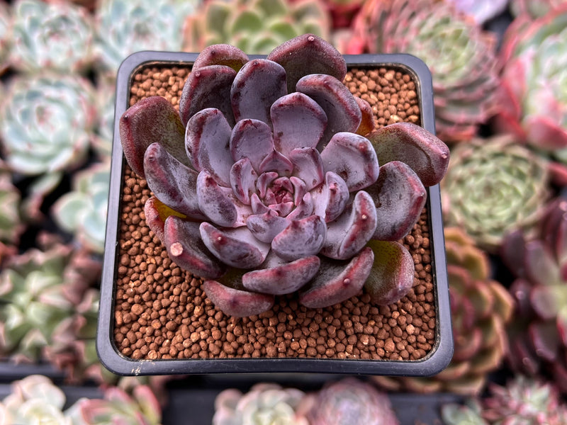 succulent purple Echeveria 'Purple Zaragoza' 2" Succulent Plant – True Succulents Plant Co