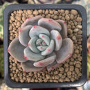 Echeveria 'Purple Champaign' 1" Succulent Plant