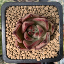 Echeveria Agavoides 'Romeo' 1" Succulent Plant