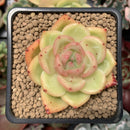 Echeveria Agavoides 'Orange Champaign' 2" Succulent Plant