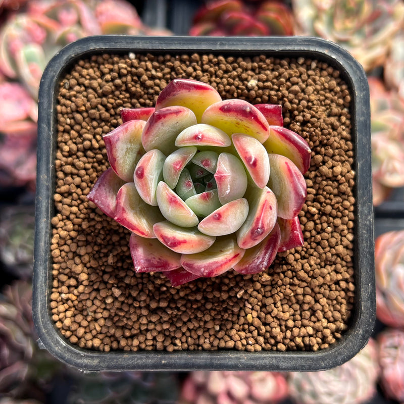 Echeveria 'Ratam' 1