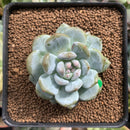 Echeveria 'Orange Monroe' 2" Succulent Plant