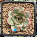 Echeveria Agavoides Shallot 2" Succulent Plant