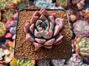 Echeveria 'Felipeso' 2" Succulent Plant