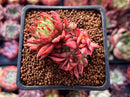 Echeveria Agavoides 'Rainstar' Crested 2" Succulent Plant