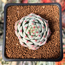 Echeveria 'Rose Laurent' 2" New Seed Grown Hybrid Succulent Plant
