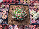 Echeveria 'Ikoiris' 2" Succulent Plant