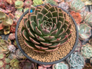 Echeveria Agavoides 'Rudolph' 5" Succulent Plant