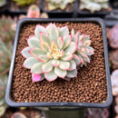 Echeveria 'Mebina' Variegated 2" Succulent Plant
