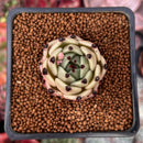 Echeveria Agavoides 'Black Cat' 1" Succulent Plant