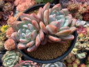 Echeveria 'Ivory' 6"-7" Large Cluster Powdery Succulent Plant
