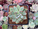 Echeveria 'Strictaflora Nova' 2" Succulent Plant