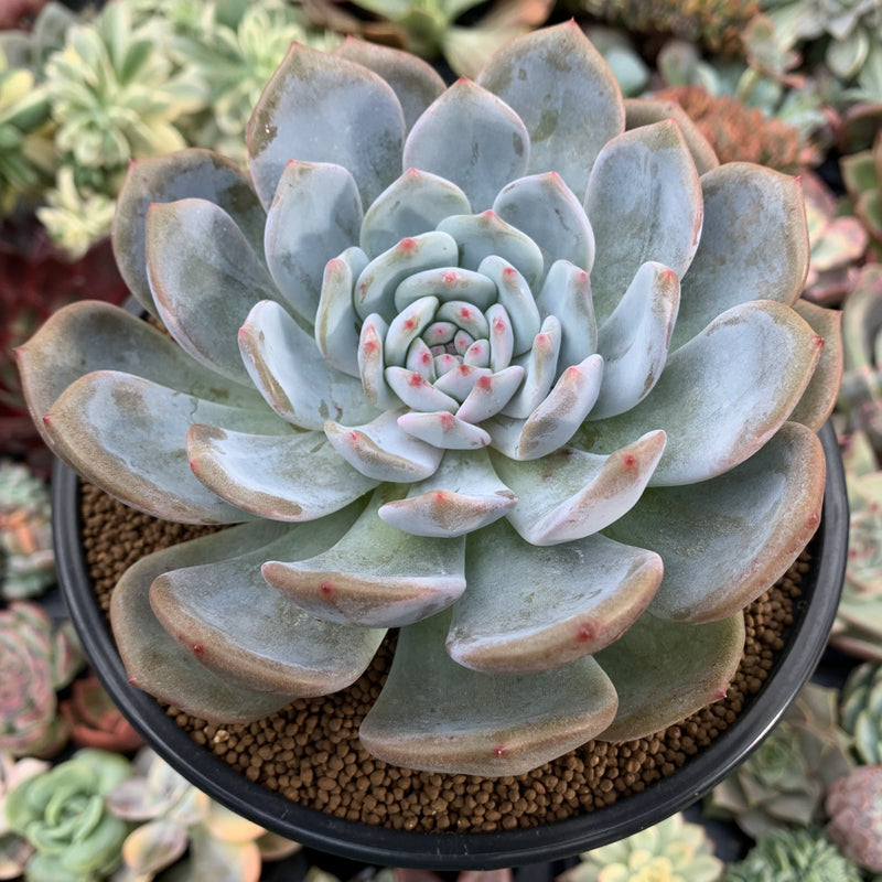 succulent morsel Echeveria 'Orange Monroe' 4"-5" Succulent Plant