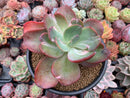 Echeveria 'Beserk' Variegated 5" Succulent Plant