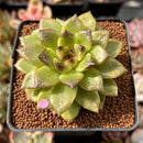 Echeveria 'Black Rose' Hybrid 2" Succulent Plant